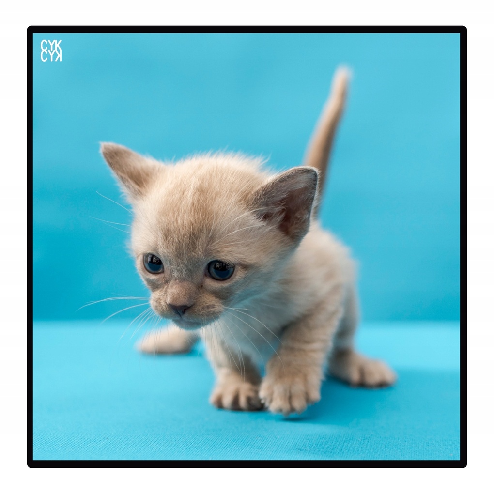 MAGNES na lodówkę - MAŁY KOTEK 8x8cm PRODUCENT